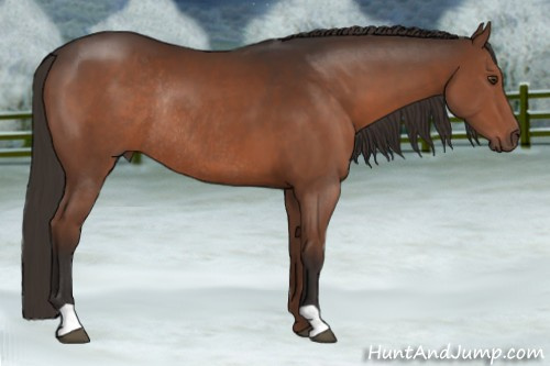 Horse Color:Liver Chestnut Rabicano 