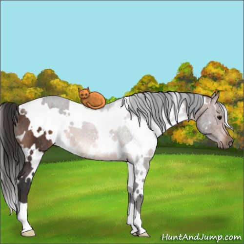 Horse Color:White Spotted Brown Rabicano