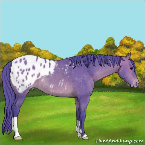 Horse Color:Watercolor Bay Appaloosa 