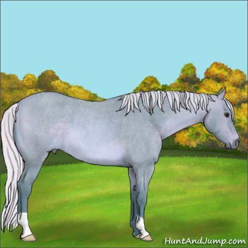 Horse Color:Watercolor Silver Bay Roan 