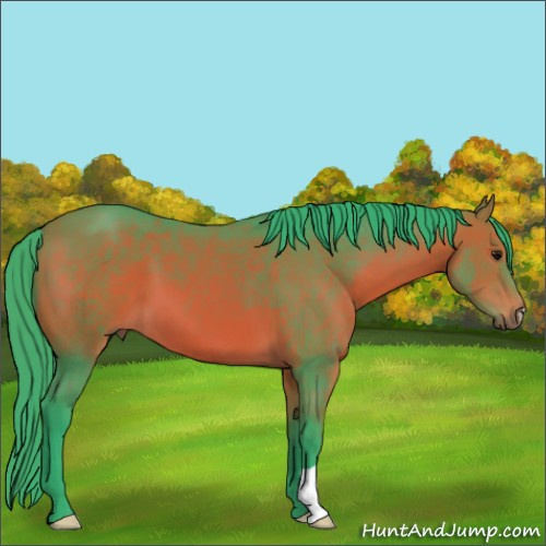 Horse Color:Watercolor Bay 