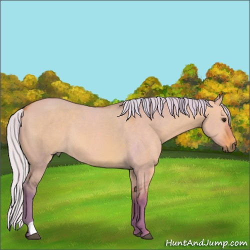 Horse Color:Watercolor Silver Bay Dun 