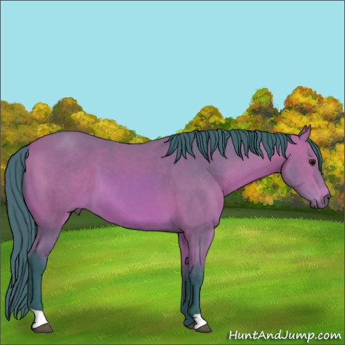 Horse Color:Watercolor Bay