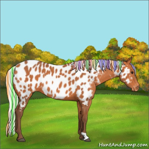 Horse Color:Painted Silver Bay Appaloosa 