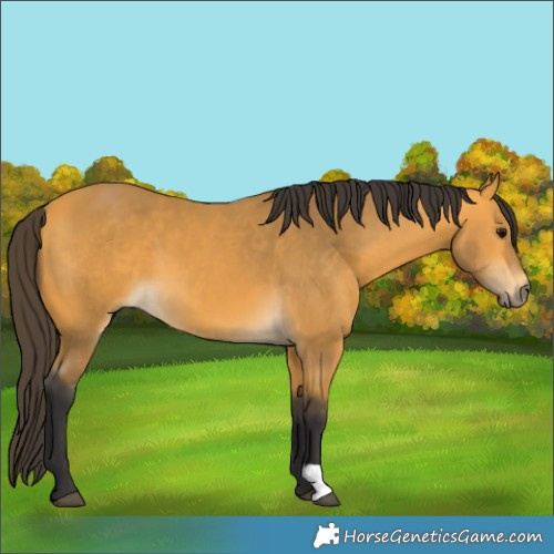 Horse Color:Buckskin 
