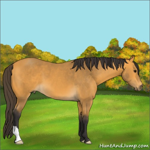 Horse Color:Buckskin 