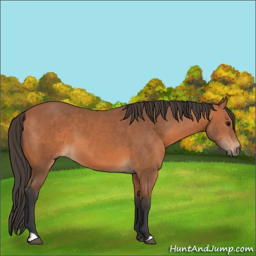 Horse Color:Bay 