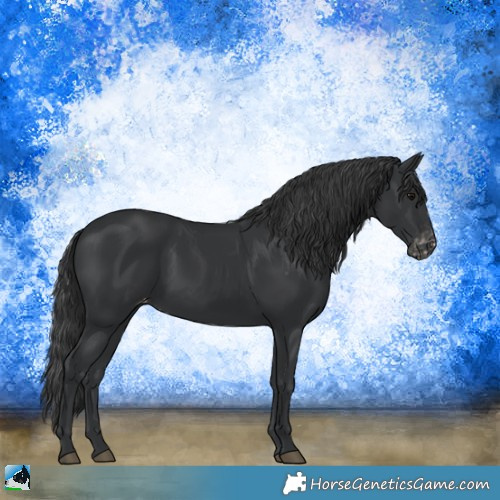 Horse Color:Black Appaloosa 