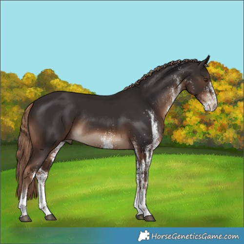 Horse Color:White Spotted Liver Chestnut Rabicano 