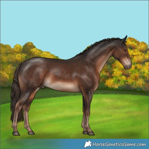 Horse Color:Liver Chestnut Rabicano 