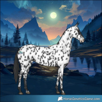 Horse Color:Black Near Leopard