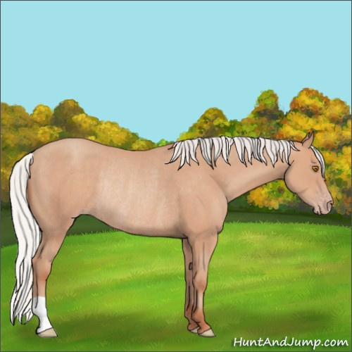 Horse Color:Silver Classic Champagne Rabicano 