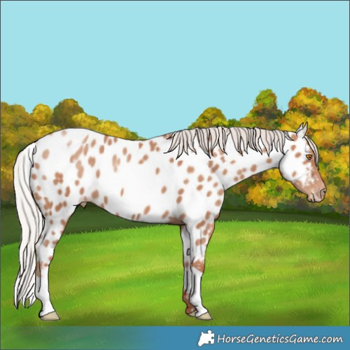 Horse Color:Silver Classic Champagne Appaloosa 