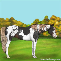 Horse Color:Liver Chestnut Sabino Tobiano Appaloosa 