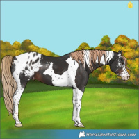 Horse Color:Liver Chestnut Sabino Tobiano Appaloosa 