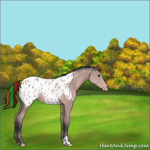Horse Color:Platinum Painted Bay Appaloosa 