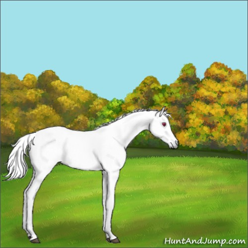 Horse Color:Palomino Chinchilla Roan 