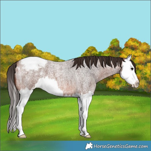 Horse Color:Bay Roan Splash Appaloosa 