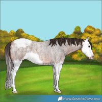 Horse Color:Bay Roan Splash Appaloosa 