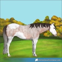 Horse Color:Bay Roan Splash Appaloosa 