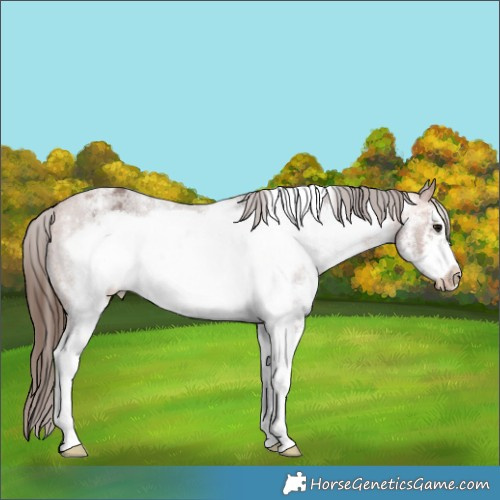 Horse Color:White Spotted Bay Roan Frame Appaloosa 