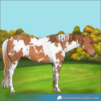 Horse Color:White Spotted Chestnut 