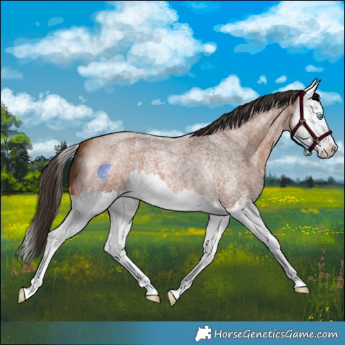 Horse Color:Bay Roan Splash 