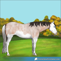 Horse Color:Bay Roan Splash