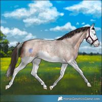 Horse Color:Bay Roan Splash 