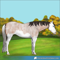 Horse Color:Bay Roan Splash 