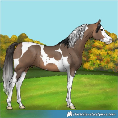 Horse Color:Bay Dun Splash Tobiano 