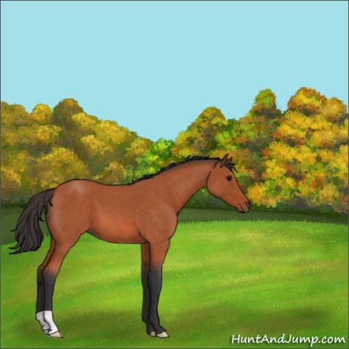Horse Color:Bay Roan 