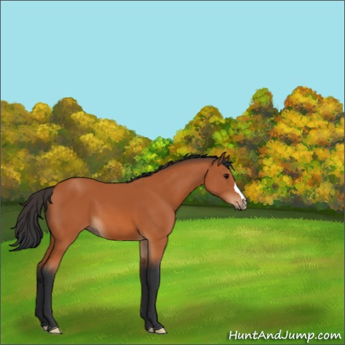 Horse Color:Bay 