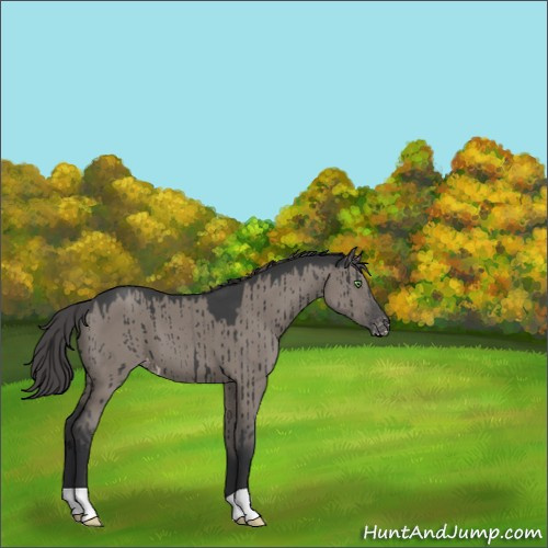 Horse Color:Platinum Grullo Appaloosa Brindle 