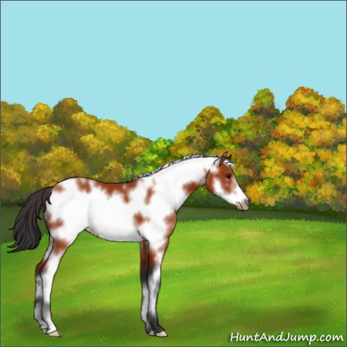 Horse Color:White Spotted Brown Frame 