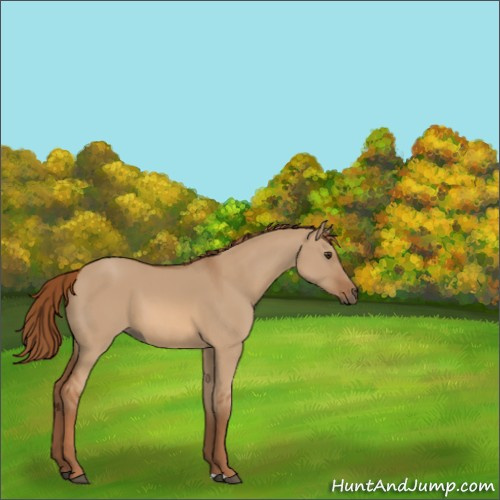 Horse Color:Red Dun 