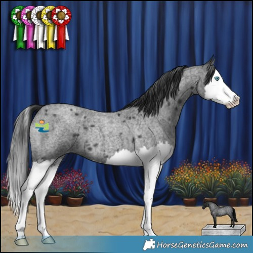 Horse Color:Blue Roan Splash 