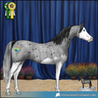 Horse Color:Blue Roan Splash 