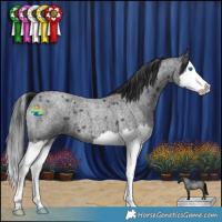 Horse Color:Blue Roan Splash 