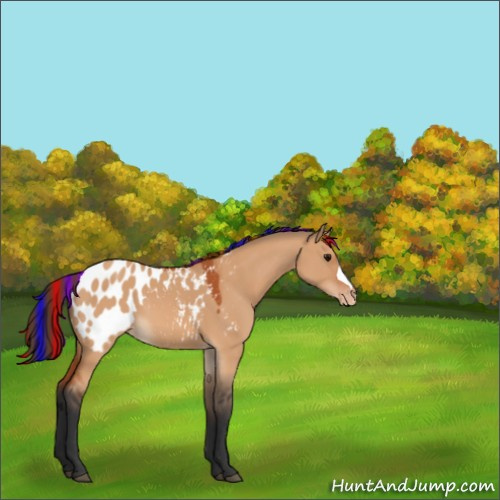 Horse Color:Painted Bay Dun Appaloosa 