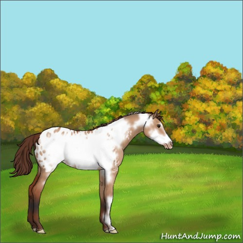 Horse Color:Bay Roan Dun Frame Appaloosa 