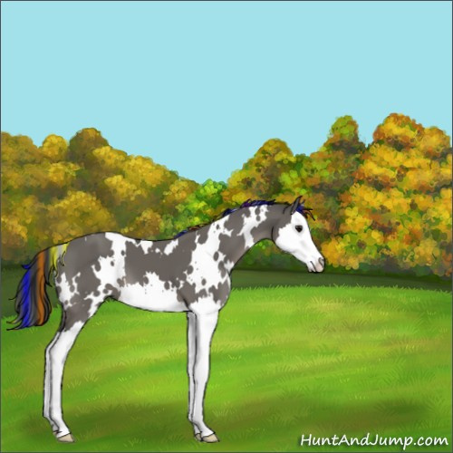 Horse Color:Platinum Painted White Spotted Grullo Splash 