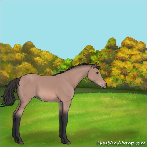 Horse Color:Platinum Bay 