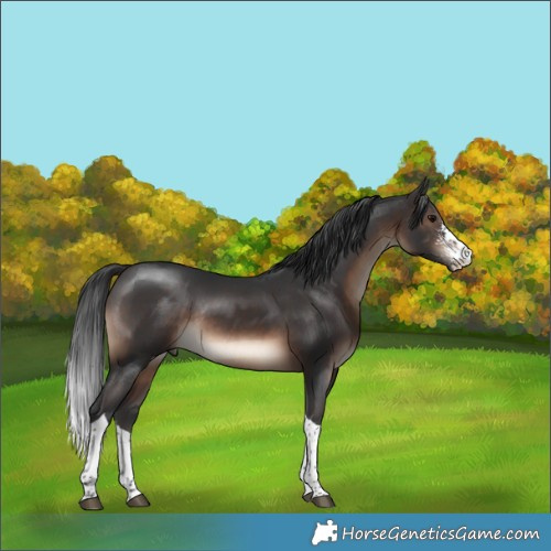 Horse Color:Brown Sabino Tobiano Rabicano 