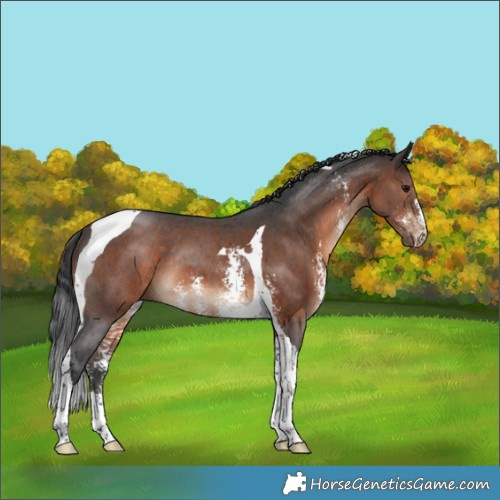 Horse Color:Brown Sabino Tobiano Rabicano 