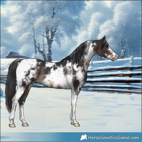 Horse Color:White Spotted Brown Tobiano Frame Rabicano 