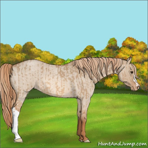Horse Color:Red Dun Appaloosa  and Red Dun Roan Appaloosa 
