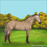 Horse Color:Unknown 