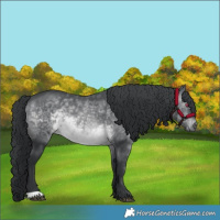 Horse Color:Brown Chinchilla 