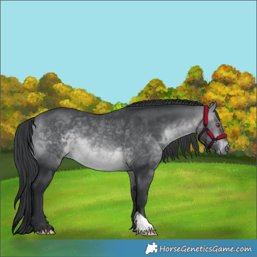 Horse Color:Brown Chinchilla 